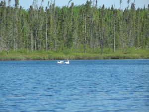 Swans on Little Indian Sioux