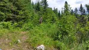 Portage into Makwa