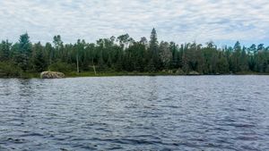 Pan Lake Moose