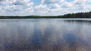 Hazel Lake dragonfly