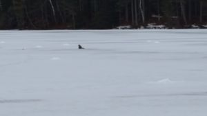 Blurry Otter in the Distance. Or Bigfoot.