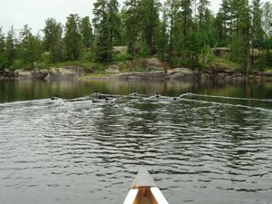 Herding Loons