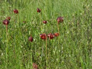 Pitcher Plant