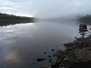 Caribou Fog