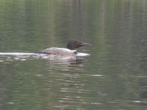 Loon