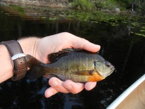 Korb Sunfish