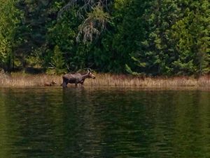 Tuscarora Moose & Calf