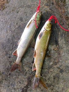 Lake Trout