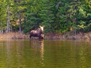 Tuscarora Moose & Calf 2