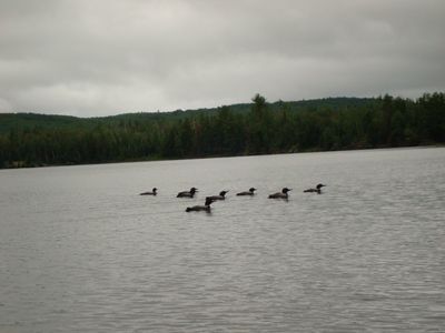 Raft of Loons