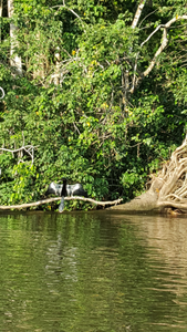 Anhinga