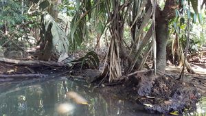 Caiman hiding