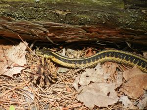 Garter Snake