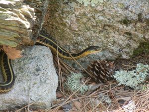 Garter Snake