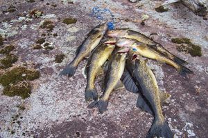 Walleye's