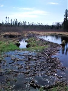 Beaver Dam