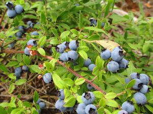 Blueberries in Pitfall Lake PMA