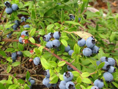 Blueberries in Pitfall Lake PMA