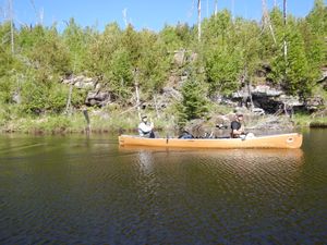 paddling Brant