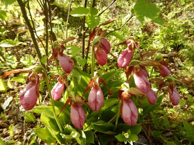 Bingshick pink lady slippers