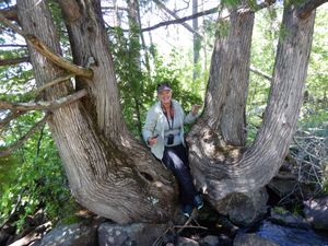 Colossal cedar tree