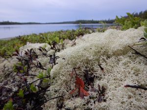 Reindeer moss