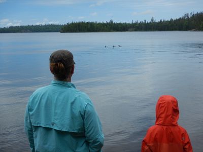3 loons