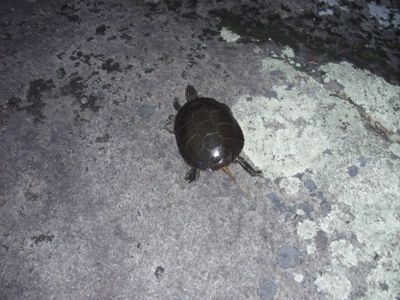 Tuscarora turtle