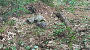 Sioux Hustler Trail - Ruffed Grouse