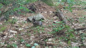 Sioux Hustler Trail - Ruffed Grouse