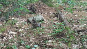 Sioux Hustler Trail - Ruffed Grouse