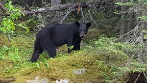 Shell Lake Camp - Bear