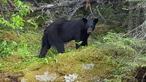Shell Lake Camp - Bear