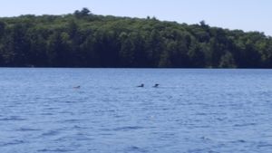 Loon family. Or Bigfoot.