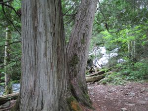 Cedars by the falls