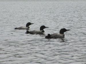 Loons in a row