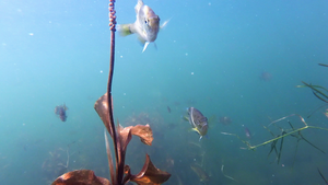 Curious bluegill