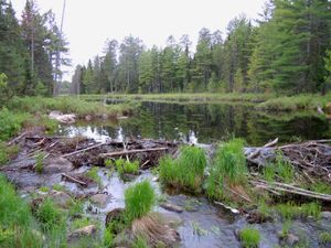 Beaver dam