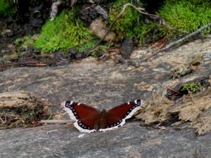Mourning Cloak in camp