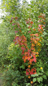 Start of fall color 1