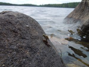 Dragonfly hatch