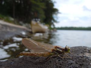 Dragonfly drying wings