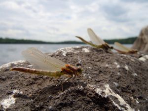 Dragonflies ready for take-off