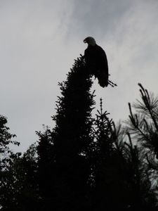 Eagle in camp