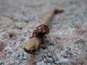 Beetle