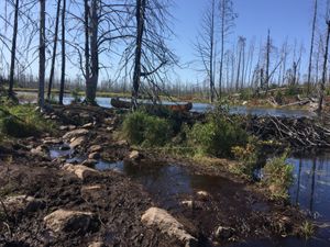 Beaver dam on the Kawishiwi River west of Kawasachong Lake