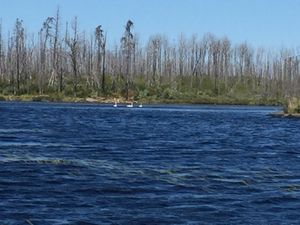 3 swans on Kawasachong Lake