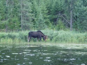 Bull moose