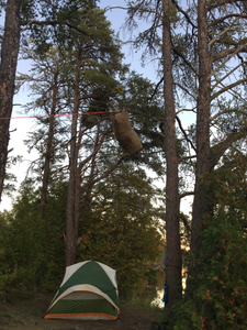 No the bear bag is not hanging over tent