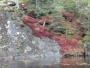 Red Moss